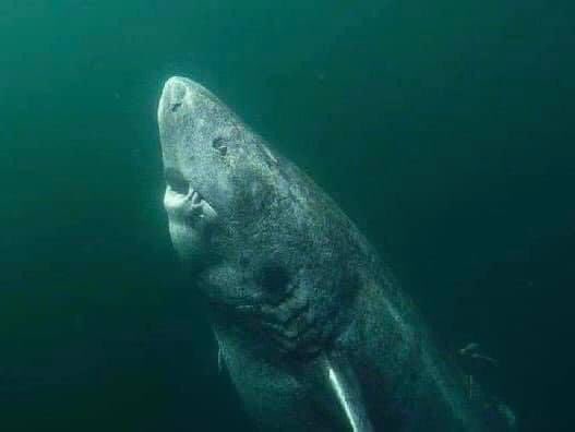 DiseaseMatters's tweet image. This is a 392 year old Greenland Shark that was recently discovered in the Arctic Ocean. This guy was wandering the oceans back in 1627.