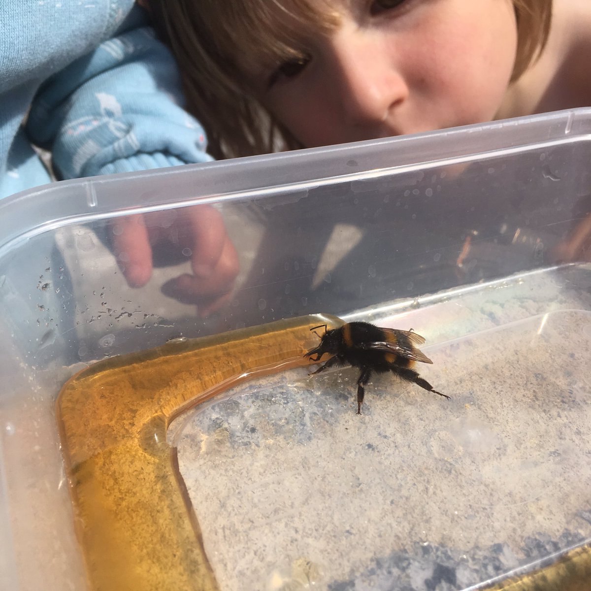 Minimum_Impact's tweet photo. We think we saved a bee today. Either that or sent it flying off to a diabetic coma. But hopefully saved. And the kids were as enthralled as I was watching it use it’s nose mouth piece (scientific word please...?) to suck up the sugar water. #gardenlife #naturalwonders https://t.co/X6NJx23kk8