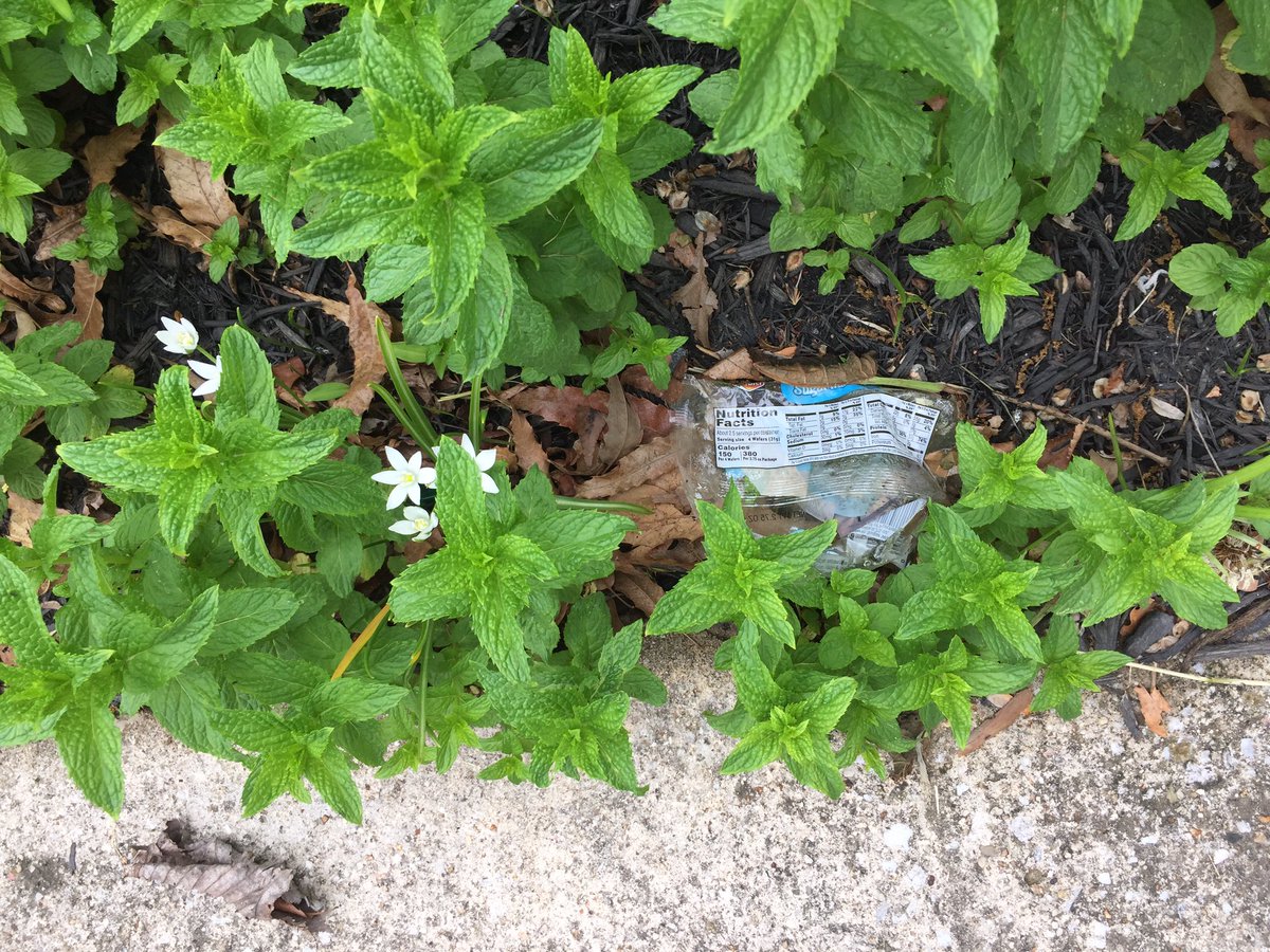Whisp_res's tweet photo. Here is trash that blew in from the front street to my front porch!! #OrderOfTheWheel https://t.co/IBMfKmMYvy