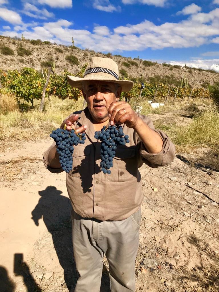 AltoslaC's tweet photo. Muy buena cosecha 2019 de Tannat  y como siempre agradecidos de los nobles amigos.
Hermoso todo, bello paisaje, buena agua, buena gente, que más se puede pedir!!!
#DeLaVendimiaALaCueva2019
 #tannat  #vinosdealtura  
@vinosdeltucuman #altoslacienaga https://t.co/iY8x3OuYoA