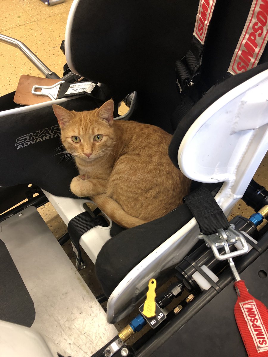 ran10x1's tweet photo. Looks like Simpson the Shop Cat might be replacing @NowotarskiReese https://t.co/LJbkvLyeU3