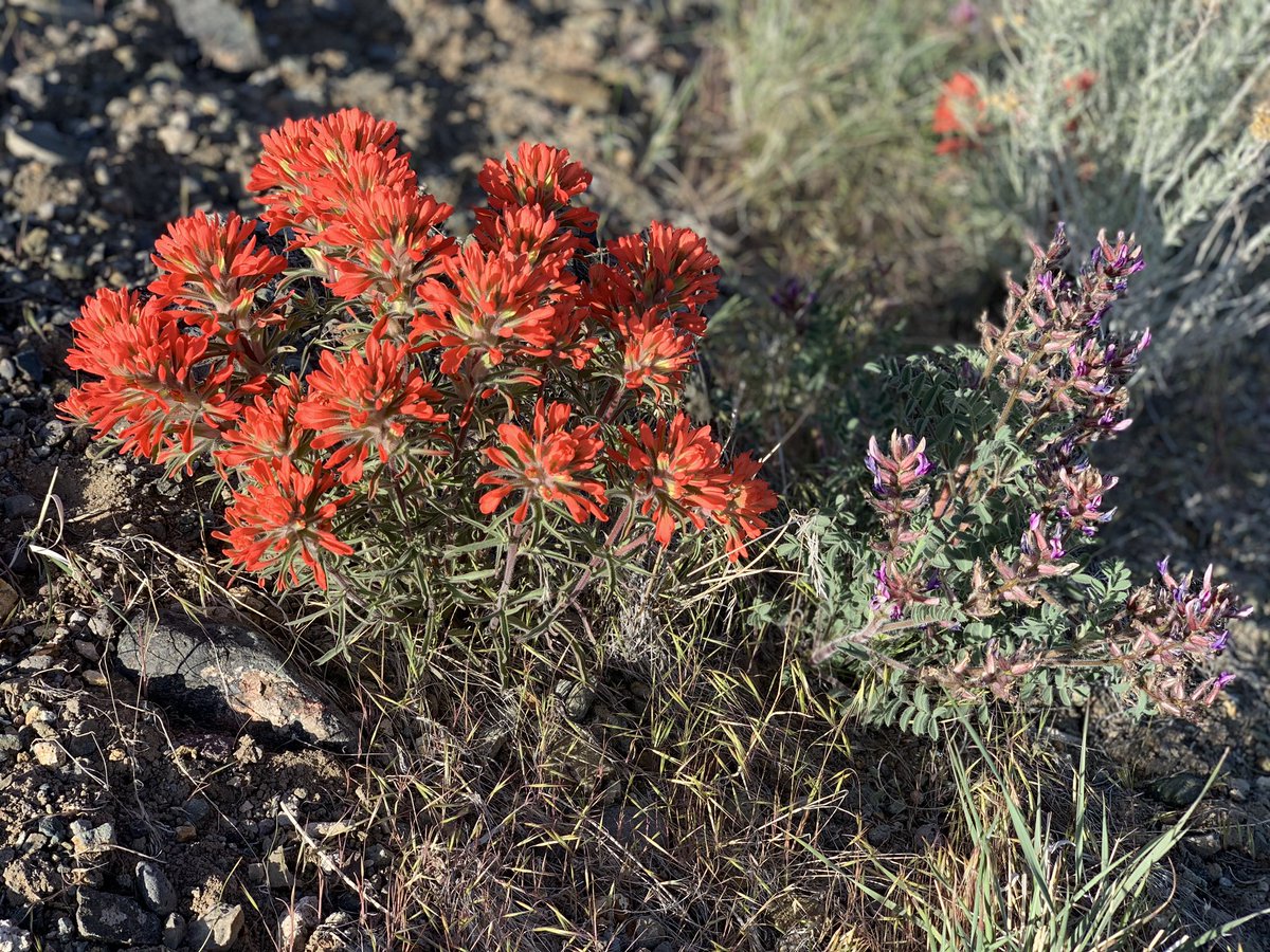 Robin Titus On Twitter Nevada Has Lost A Wonderful Native Son Assemblyman Thompson Was A True Advocate For His State And Community Proud To Have Served With Him Sending Native Nevada Flowers