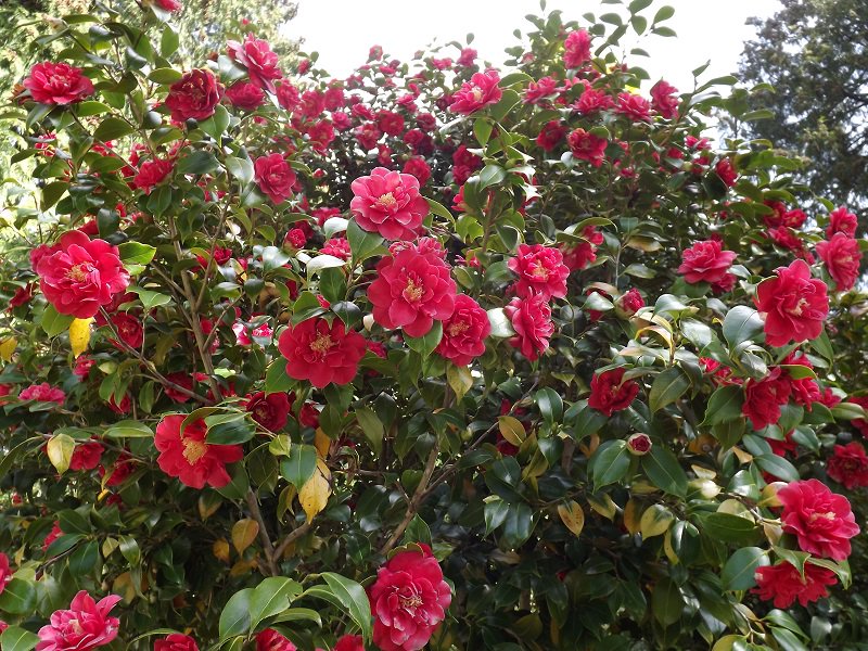 pacificlanding's tweet photo. Pacific Landing is a pollinator paradise. #Bloom #Wildlife #BeautifulBC #Flowers #BeeCreek #Nature https://t.co/J4NUuzWY6P