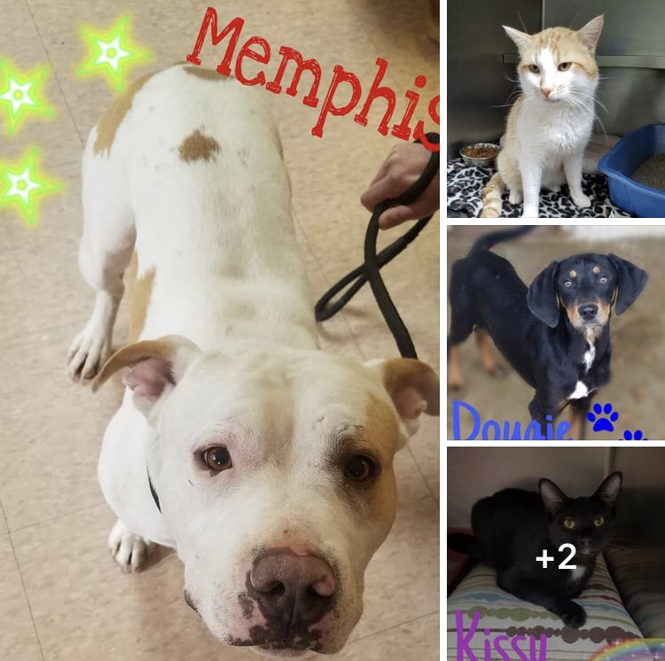 Petsmart 0255 tweet media