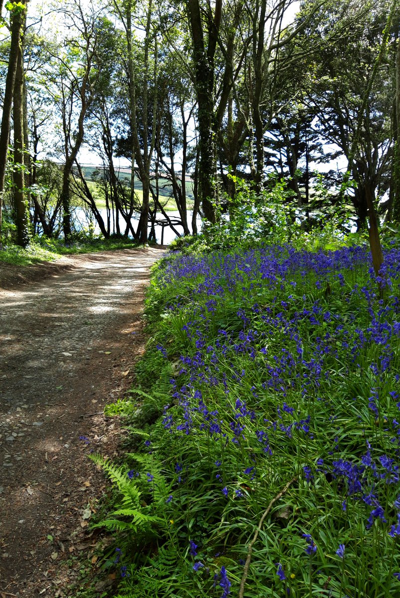 Beautiful day today at Loe Bar, the strip of beach that separates the freshwater lake of The Loe from the Atlantic. Big panorama in Pic 2 should show you what I mean. A walk around the lake is about 6 miles. Bluebells looking great in the woods today.

#LoeBar
#TheLoe
#Cornwall