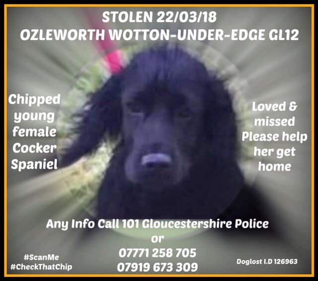 MolliePug's tweet photo. Facebook Page-HELP FIND EDITH💕💕Female Spaniel Edith From Gloucester Missing since 22/3/18😞Have You Seen Edith Please?🙏#findEdith @rosieDoc2 @BlueFrenchie1 @gelert01 @RachaelB100 @suedaycam @jaynecellison @LizJ_T @Eloquencealways @thedogfinder @BrendaBlethyn @psychicpenny https://t.co/SSDUYs1NjW