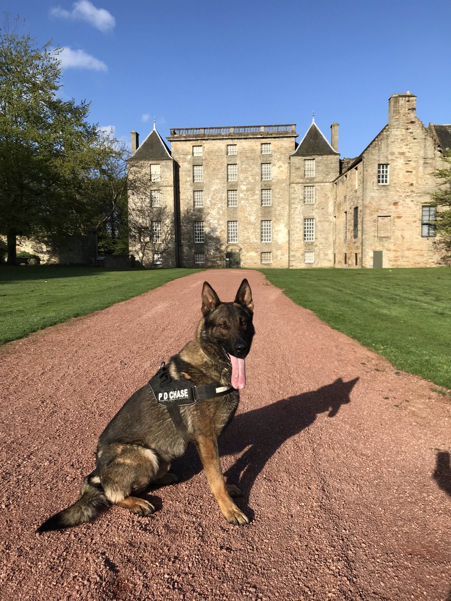 PSOSForthValley's tweet image. Local officers attended Bo’ness this morning just after 7am to find a vehicle on its side on Dean Road &amp;amp; the driver &amp;amp; passenger no where to been seen.  Pd Chase tracked &amp;amp; traced both in the grounds of Kinneil Estate 

Driver has now charged with Road Traffic offences. 

#PdChase