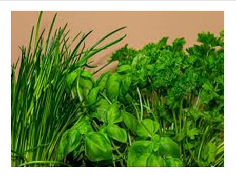 HSPLSHI_HIgov's tweet image. At our next #CommunitySeedLibrary program, get tips from Master Gardener Nancy MacNeal on growing &amp;amp; cooking herbs successfully at the #KailuaKonaLibrary on Tuesday, May 7 at 5:30 PM: librarieshawaii.org/event/csl-grow… #HSPLS #GrowingAndCookingCulinaryHerbs
