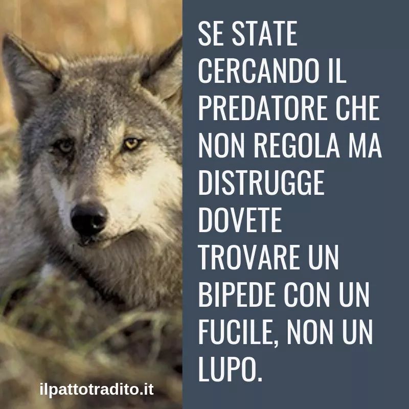marcodalsanto1's tweet photo. https://t.co/fsjpLjxjMl
FIRMATE PER FAVORE!!!!!  ✍✍✍🙏🙏🙏 IL LUPO NON SI TOCCA. https://t.co/roLzqA9kQQ