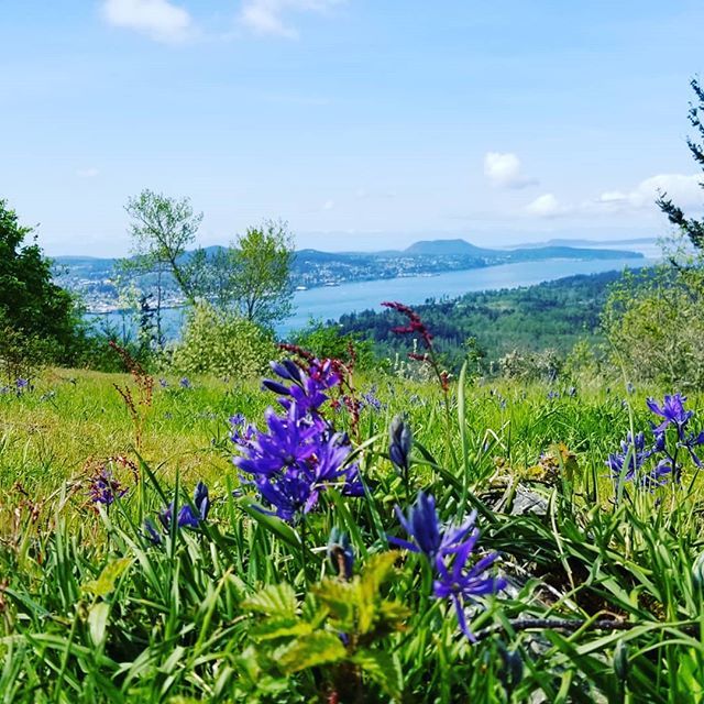 LANMonkeyGC's tweet photo. Camas in the meadow overlooking Anacortes Wa from Guemes Island.
How are you using The Fourth today?
😉💐🌱🛰🚀
.
#maythe4thbewithyou #geocaching @geocaching #GoGeocaching #explorewashington #explorewashingtonstate @explorewashstate @washingtontrails … https://t.co/jXX4OyEdYK https://t.co/pelO0umFXW