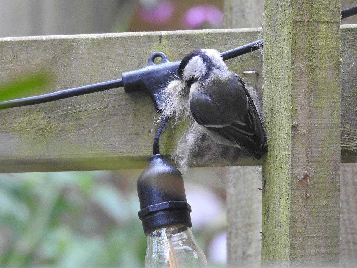 Still nest building, the Great Tits #nestng #Parusmajor