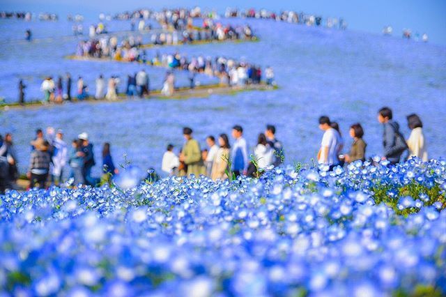 Le0nUn's tweet photo. #ひたち海浜公園 #ネモフィラ #国営ひたち海浜公園 https://t.co/C6l0plWVXa https://t.co/wuzEfxLNXn