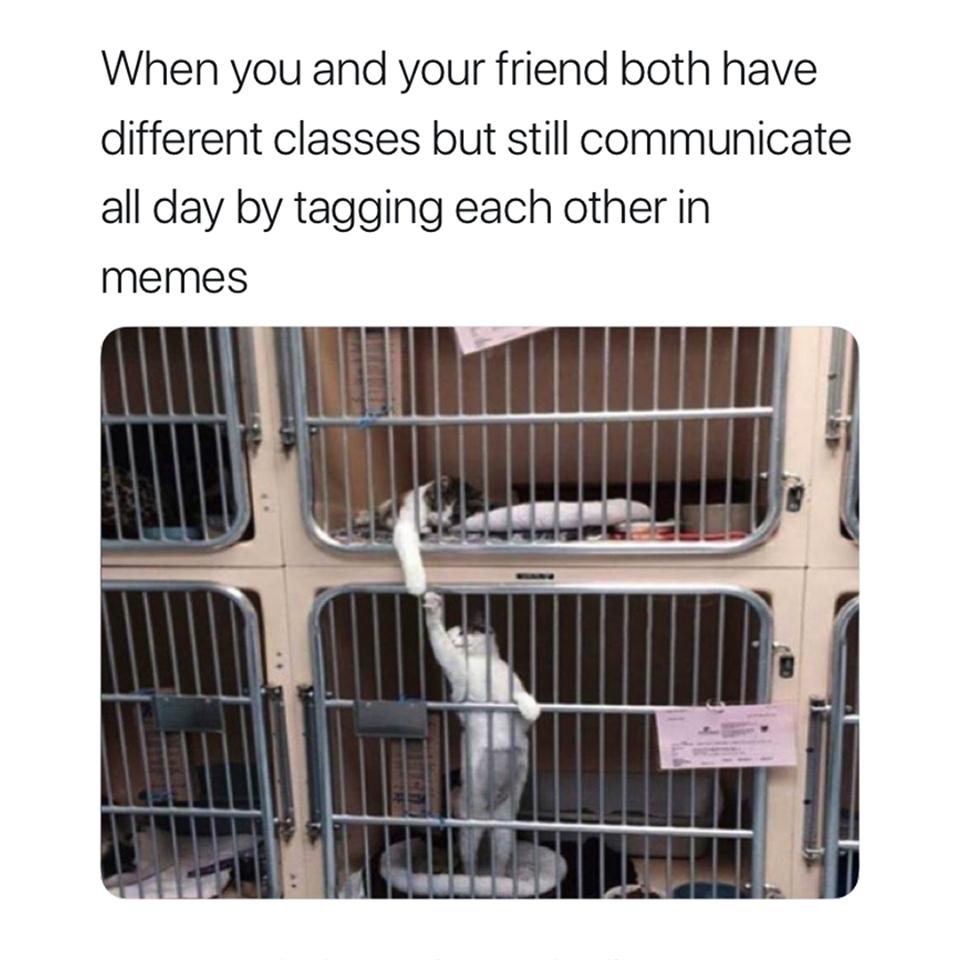 VanGOexpress's tweet photo. Friendship knows no bounds https://t.co/G4ngA2sm9X