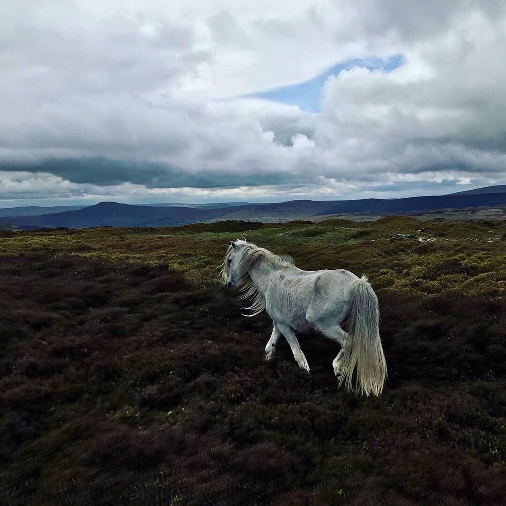 Ride alongside the wild native ponies roaming the #BreconBeaconsNationalPark. #EquineHour #horsesofinstagram #HorseRidingHolidaysUK #RideWales