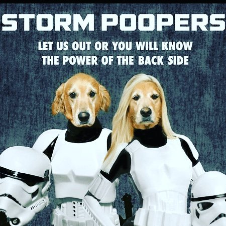 May the 4th be with you

#maythe4thbewithyou #maythe4th #maythefourthbewithyou #maytheforcebewithyou #starwars #starwarsday #dogphoto #dogmeme #starwarsdog #stormtrooper #stormpooper