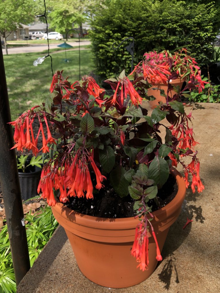 HortErotica's tweet photo. I’ve been told a proper entry has a fuchsia to welcome guests. Fuchsia 'Gartenmeister Bonstedt' with a surprise in the center!🧨 Happy #FuchsiaFriday on Saturday
AFS #triphylla info... https://t.co/vZ8sDiGCfx https://t.co/dAAISBp3Fc