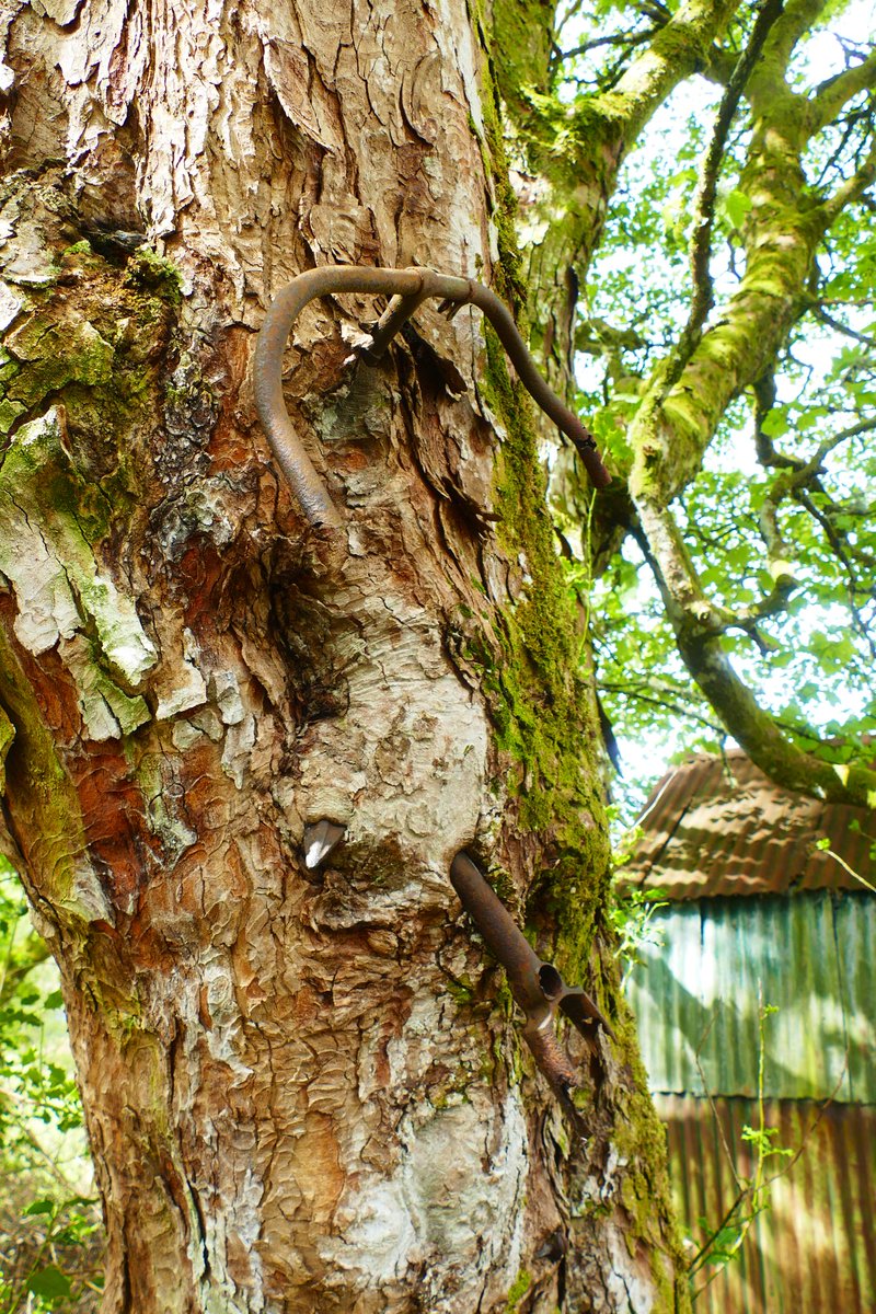 ww1 bike in tree