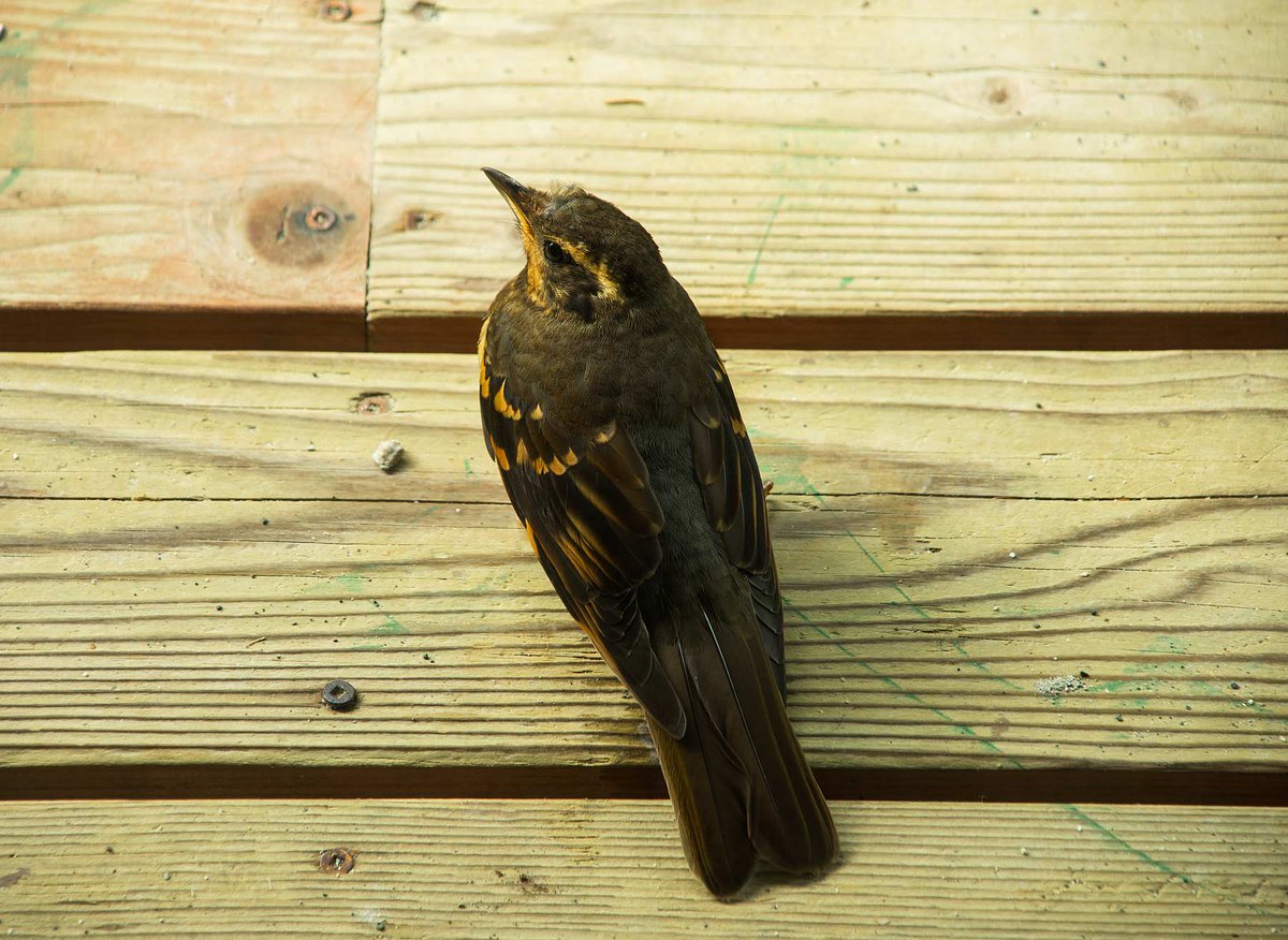 GlacierBayNPS's tweet photo. Today is Global Bird Day. Every day is bird day here! Take note of the birds in your backyard this spring and summer to gain a stronger connection to & appreciation for the natural world.
https://t.co/0BWcPL6OlA
#globalbirdday #AlaskaNPS #birds #GlacierBayNationalPark https://t.co/WshQy2ur5c
