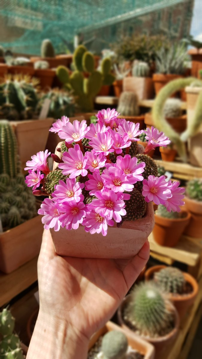 MihaelaRcacti's tweet photo. 🆔️Rebutia perplexa🌸🌸🌸🌸🌸... din ce in ce mai frumoasa😍
#rebutiaperplexa #sulcorebutia #cactus #cactusclub  #cactusmagazine #cacticacti #cactusofinstagram #cactuscollection #cactuslover #cactusontheroof #cactuspassion https://t.co/jxTFWETaX8