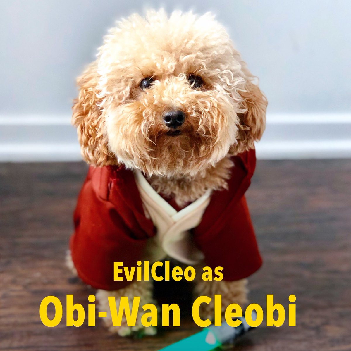 RealEvilCleo's tweet photo. A long time ago in a galaxy fur fur away... Star Paws! #MayThe4thBeWithYou ✨🚀 https://t.co/xyZyj3hSyk