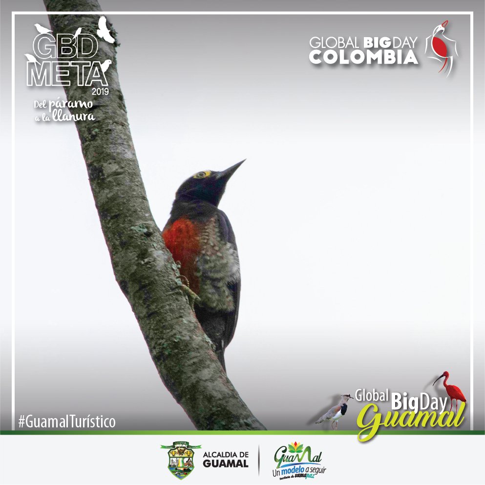 AlcaldiaGuamalM's tweet photo. Así participamos por primera vez del #GlobalBigDay en #Guamal
#GuamalUnModeloASeguir #GuamalTurístico #GuamalTerritorioDeSumapaz #GlobalBigDay2019 #DelParamoALaLlanura #GBD #GBDMeta #Aves #AvistamientoDeAves #AviTurismo #Naturaleza #Bird #Birding #avesmeta #SomosLaRutaNatural https://t.co/EDWXktAVRd