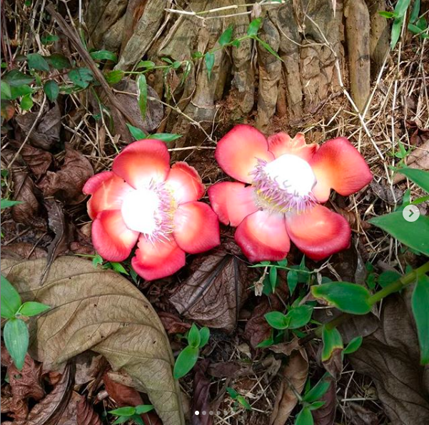 AAnubhava's tweet photo. Nature walks and the colours you see!
https://t.co/lDgBngXaT5 https://t.co/lpzumacJyM