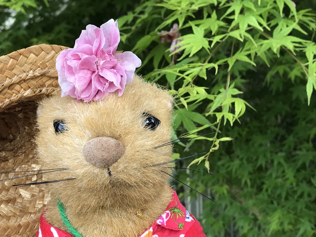 craftoreo's tweet photo. おはちゃむりだよ
ごーるでんういーくもあとふつかなんだってね
#ちゃむり
#ぬいどり https://t.co/uPwZ8oUI30