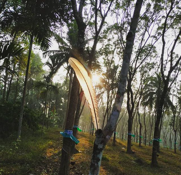 AAnubhava's tweet photo. Beginning of a season of planting &amp; replanting!
#farming #wayanadtourism #incredibleindia #naturewalks #rejuvenate
https://t.co/lDgBngXaT5 https://t.co/CVUz4mPWBd