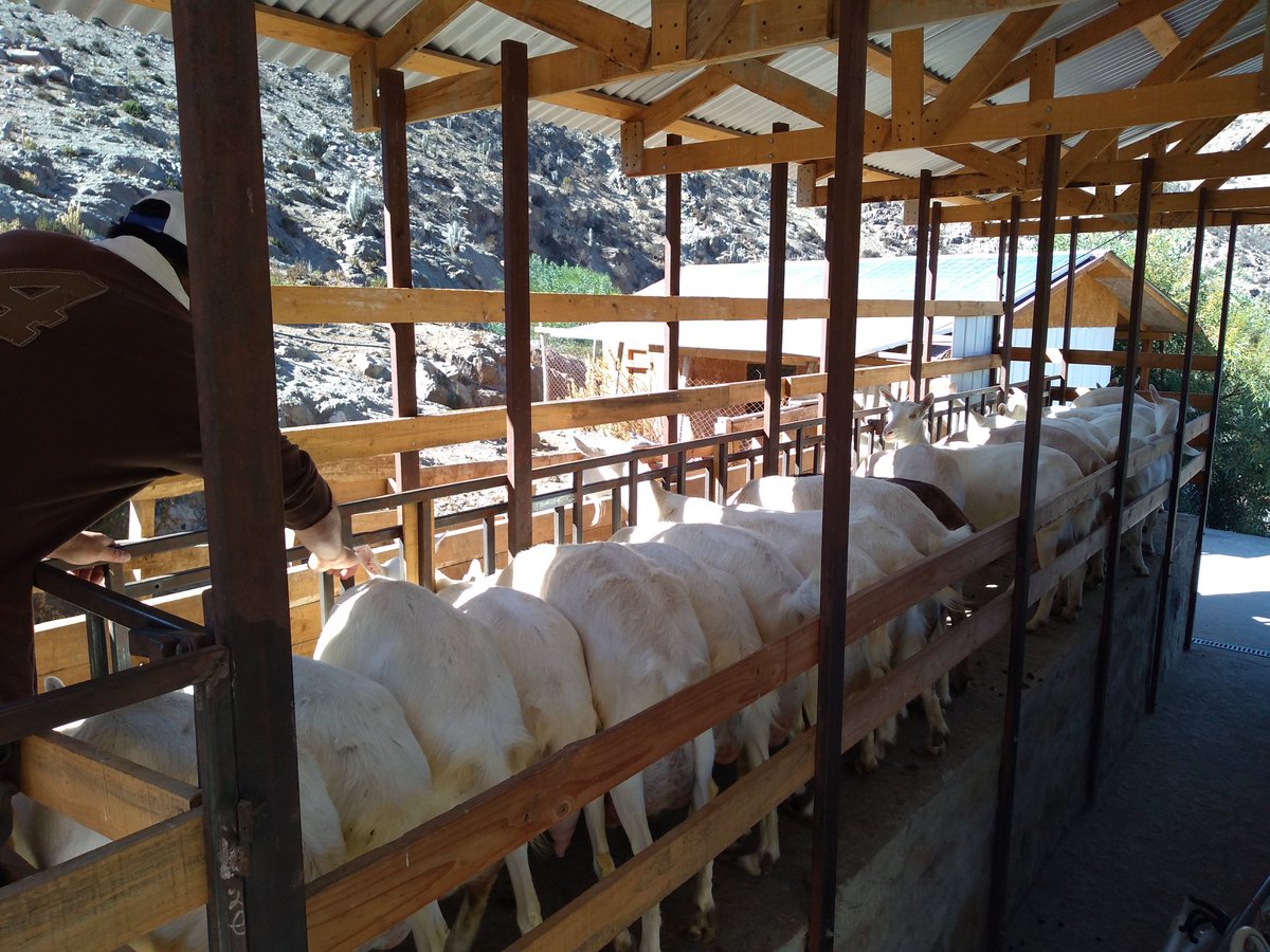 munilaserena's tweet photo. En Olla de Caldera conocimos acerca del sistema de estabulación ganadera del productor caprino Carlos Bernal, método ganadero que poco a poco se ha implementado en los rincones de nuestra ruralidad por quienes lo ven como una gran opción para mejorar sus índices de producción. https://t.co/bO0e1gtvap
