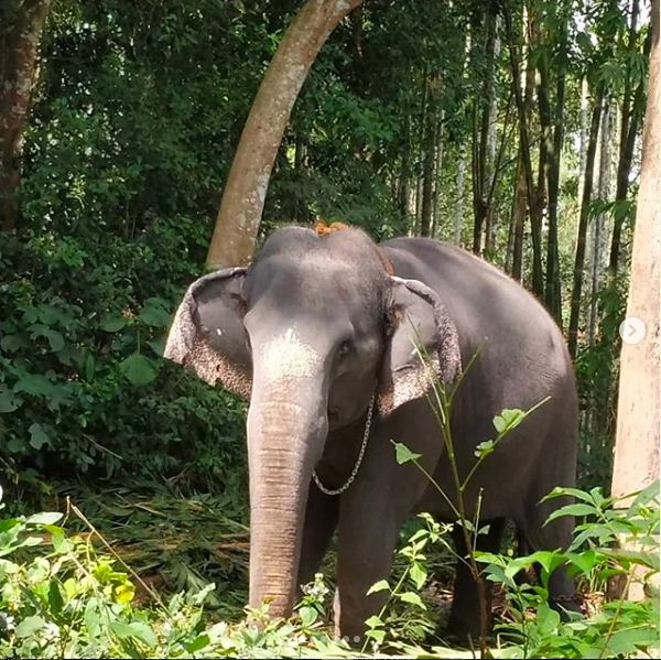 AAnubhava's tweet photo. Soaking in nature's glory!
#naturalfarming #wayanadtravel #wayanad #bespokeindiatravels #indianvillages #ahamanubhava #Experiences 
https://t.co/lDgBngXaT5 https://t.co/4rglBaz2aB