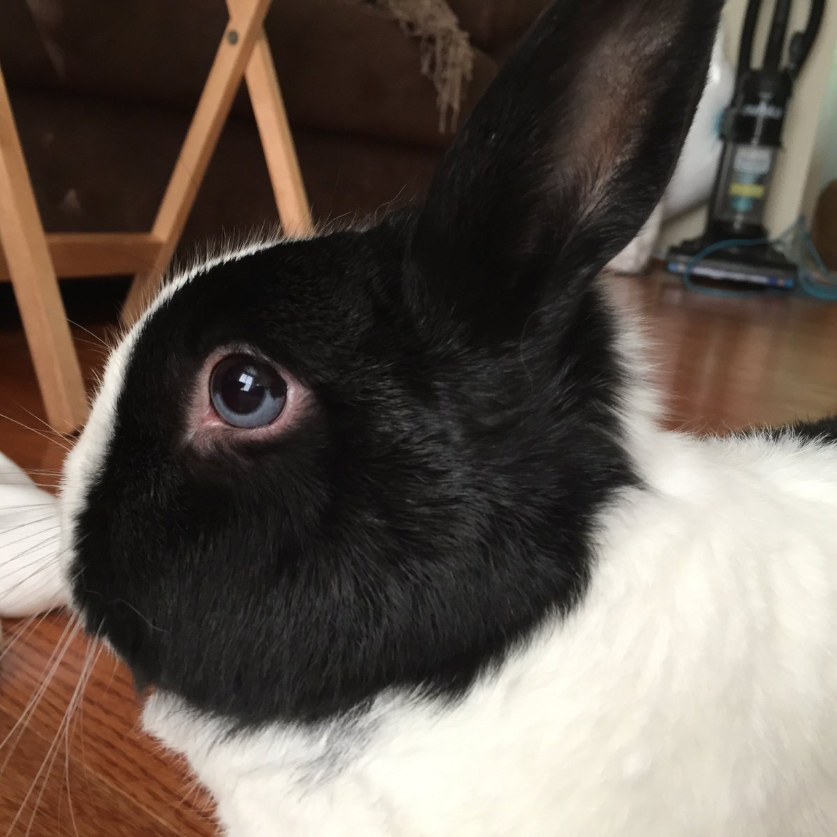 TODAY AT 5: A major pet insurance provider initially refused to pay for bunny's life-saving treatment 2wsb.tv/2VDJY3U The change they made when <a href="/JStricklandWSB/">Jim Strickland</a> started asking questions.