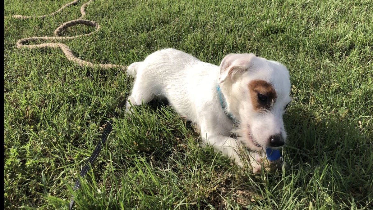 Rocket_The_JRT's tweet photo. I went to a picnic today and everyone got to play with this big chew toy! Don’t worry, I got to play with it when they were done. #DogsofTwittter #doggo #saturdayfun #puppies #funinthesun #dogs https://t.co/BR2lZFQfRm