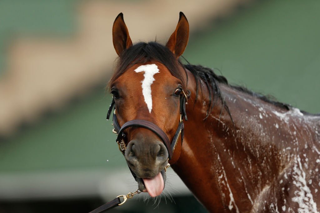 MikeLeslieWFAA's tweet photo. This is a picture of your Kentucky Derby winner, Maximum Security.

This is, unquestionably, a good picture. https://t.co/xpYhS42Cky