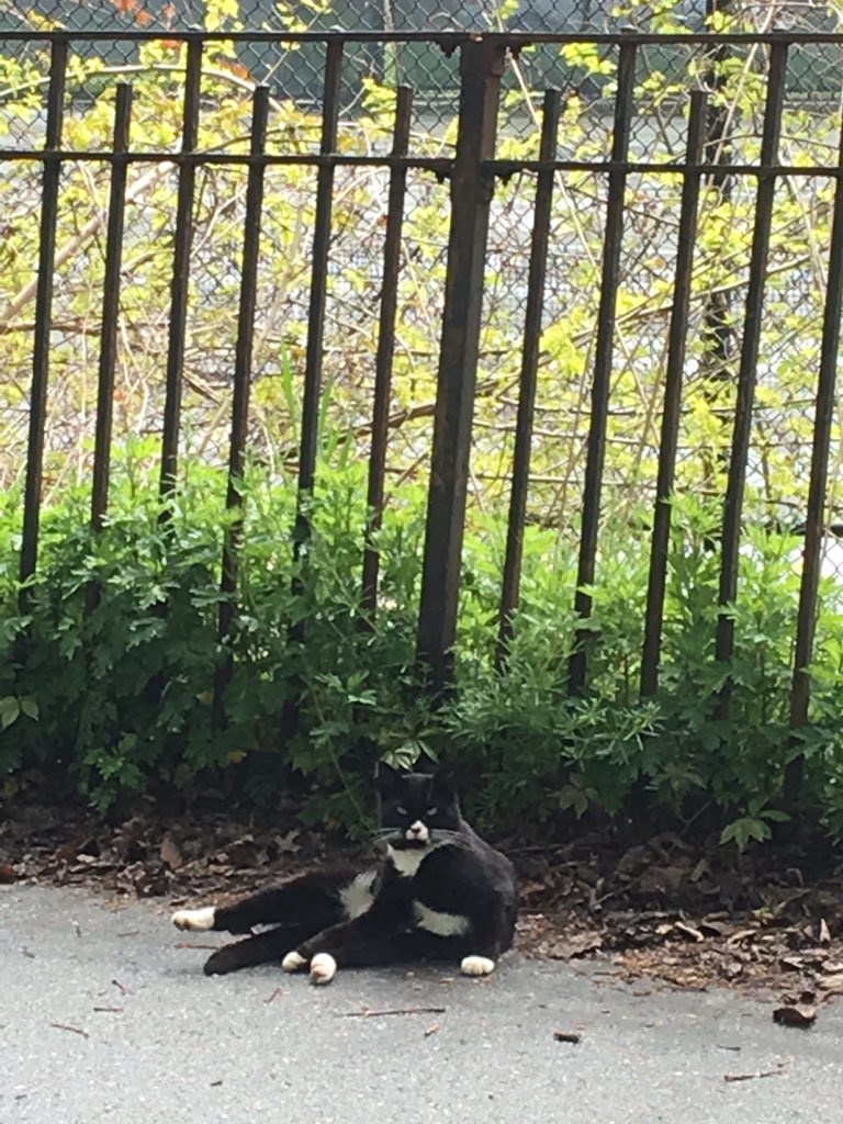LlcPuddle's tweet photo. mittens caught doing naked yoga in the park #strayking https://t.co/lpcnO4l2xa