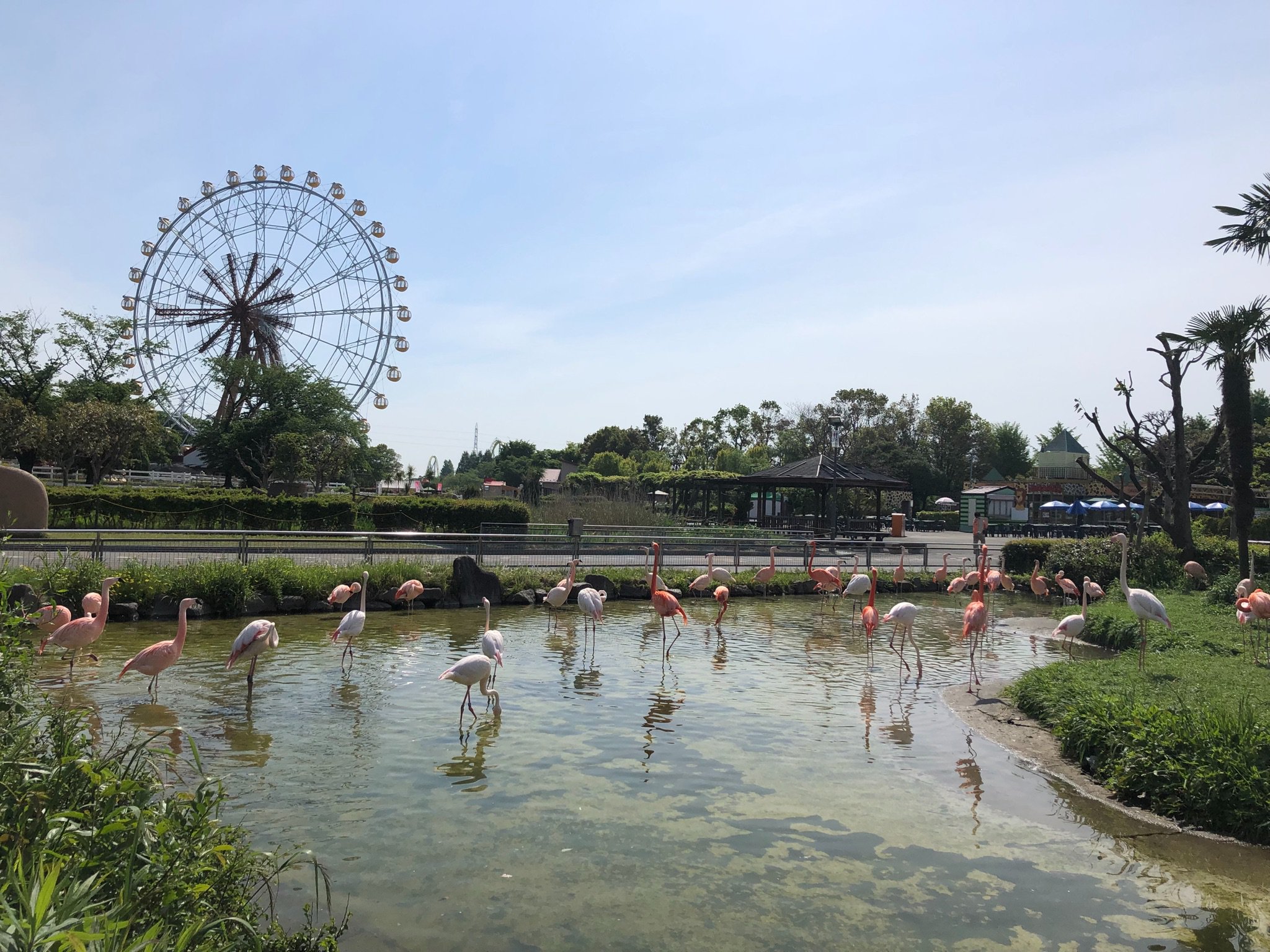 東武動物公園 公式 リュウくん 今日も朝から天気は快調 最高気温は 26度予報です 暑さ対策万全で 今日一日お楽しみください 東武動物公園 こどもの日 フラミンゴ