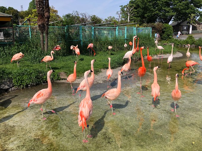 東武動物公園 公式 リュウくん Tobuzoo7 19年05月 Twilog 東武動物公園 公式 リュウくん Tobuzoo7 19年05月 Twilog