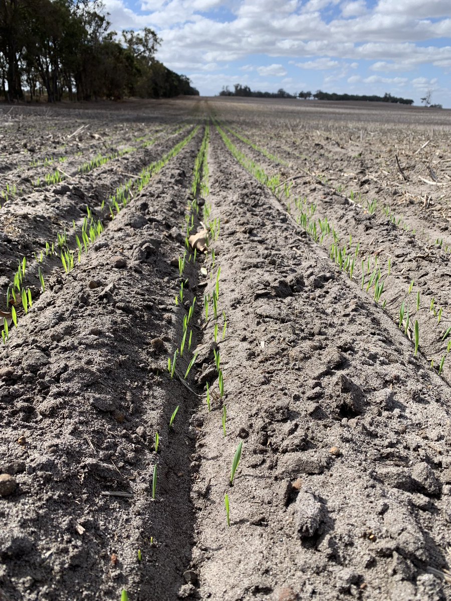 Paired row on the Equaliser getting the Planet going. <a href="/Equalizer_SA/">Equalizer Planters</a>