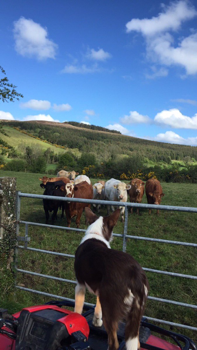 seantonra11's tweet photo. The boss man calling the shots moving cattle today #beefisback https://t.co/yRMpyIyn5o