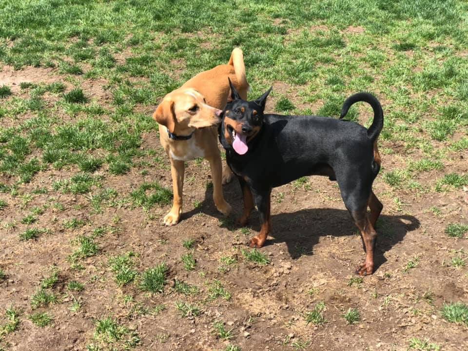 kala_erickson's tweet photo. Porter made a friend at doggy daycare❤️🐾 #furmomma https://t.co/A3W6MXC2CY