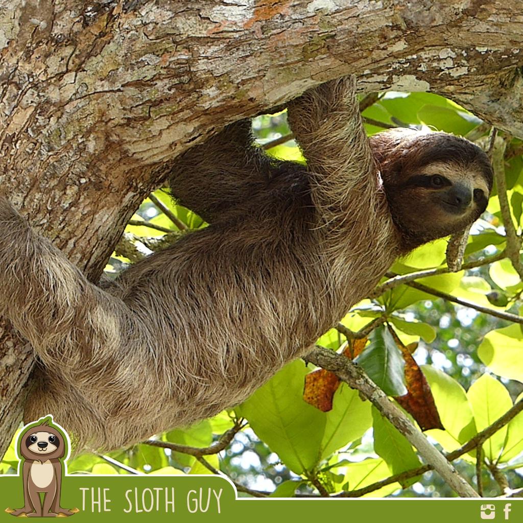 The_Sloth_Guy's tweet photo. I See You, ๐๐๐
.
#nature #wildlifephotography #travel #animals #adventure #photography #naturephotography #safari #photooftheday #conservation
#sloths #slothlife #sloth #instasloth #slothlove #slothlover #animals #wildwhimsywoolies #slothy #slothmeme https://t.co/iORCw344Pc