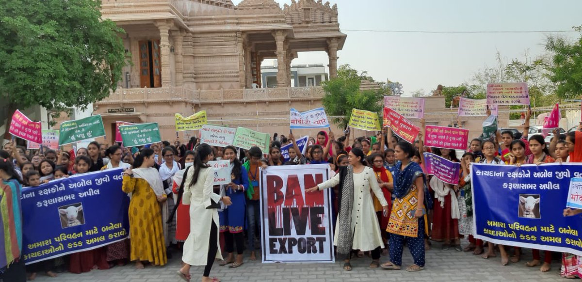 StopLiveExport's tweet photo. Thousands of people are opposing #LiveExports of #Animals from #TunaPort in #Gujarat against #HighCourt decision in connivance of #MeatMafia #MeatLobby. Please write 📝 protest letters / emails to #GujaratHighCourt against this grossly unfair decision. RT &amp; comment what we can do https://t.co/xcYgDWUJOT
