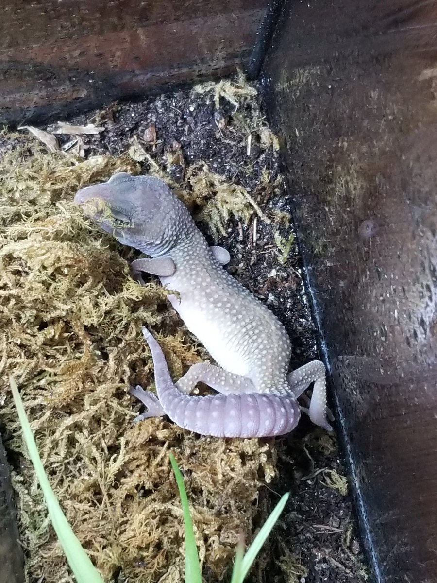 ddominuswild's tweet photo. I have no idea how much hes shed, but his yellow is starting to come in!! https://t.co/9Mt8aCeqWV