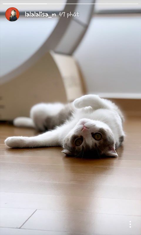 Pokpakppp's tweet photo. Where is Luca? Lisa ah, I want you love Luca more. Poor my Luca
#LoveLucamore #PoorLuca #LISA #BLACKPINK https://t.co/dreuSqLeYX