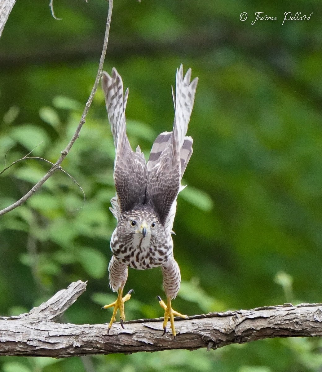 t_pollard's tweet photo. Hawk in motion.  #sonya9 https://t.co/OhENONgBAZ