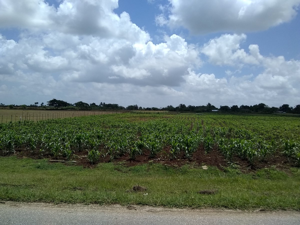 JorgeLuisTapiaF's tweet photo. Esta comunidad del municipio de #Minas en #Camagüey es un buen ejemplo de cómo incrementar las áreas de siembra aprovechando la cercanía de tierras #cultivables. https://t.co/8aKU5l03Nz