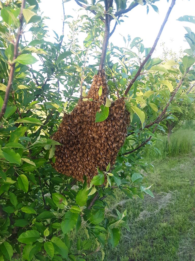 Had another swarm land in the orchard , really wasn't prepared for 2 in 2 weeks but it'll work out. #beekeeping