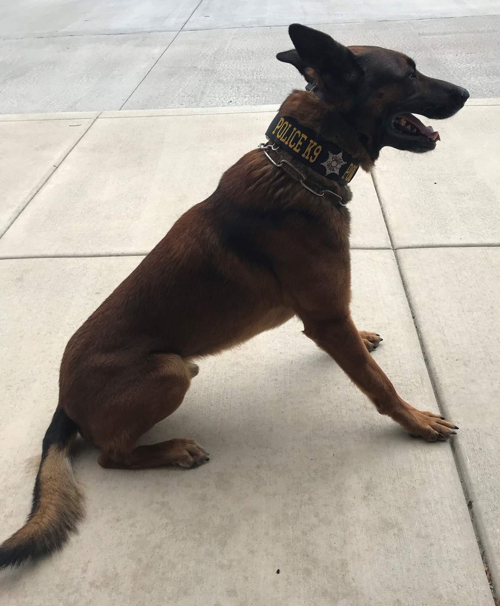 BLOCKYDOGS's tweet image. Lincoln, IL Police K9 lookin' sharp in his new 2" D-Above-Buckle/Agitation Style Flat Collar. #K9 #k9gear #blockydogs
