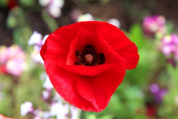 6ページ目 花の名前の漢字を紹介 一文字や三文字 かっこいい漢字 名付けに使える名前も解説 生活の知恵 Sumica スミカ 毎日が素敵になるアイデアが見つかる オトナの女性ライフスタイル情報サイト