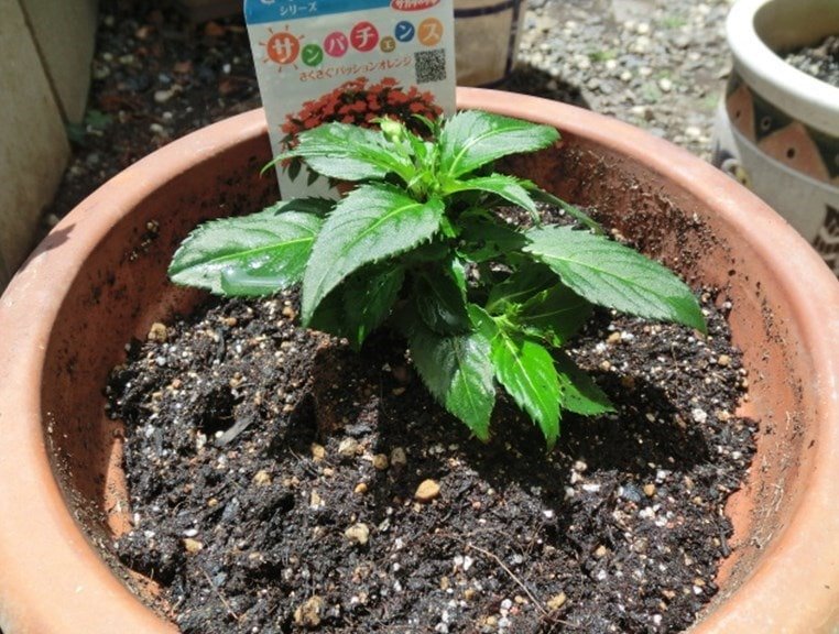 初雪と植木鉢の冬越しインパチェンス ハイビスカスほか みなみんのセミリタイア生活