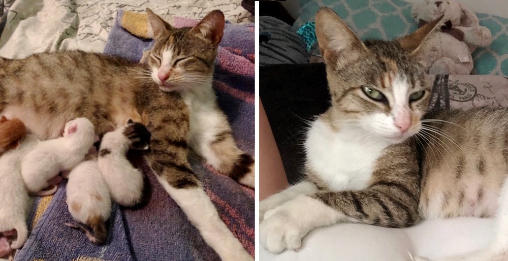 Good Samaritan saved a stray cat using a dumpling and the kitty decided to have kittens the day after. See full story and updates: lovemeow.com/stray-cat-from…